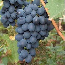 Виноград Alden Р9 (саженец)